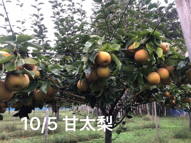 甘太梨ですが、連日の雨でまだ色が付いていないので、10/8頃から収穫します。もう少し黄色に色づいたら収穫時です。

数が少ないのでご予約をお願いします。（0234-28-2024まで）

#じろうえんの梨#刈屋梨#梨#猫#猫のいる暮らし #猫と農作業 #酒田#山形#庄内グルメ#庄内#秋の味覚#japaneasepear #pear#agriculture #japan#cat#catstagram #catlover