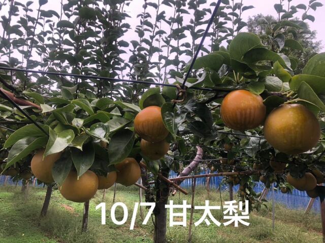 甘太梨の収穫は少し遅れて今週末を予定しています！
ご予約していただいた方、考え中の方もう少しお待ちください🙇‍♀️

#じろうえんの梨#刈屋梨#梨#猫#猫のいる暮らし #猫と農作業 #酒田#山形#庄内グルメ#庄内#秋の味覚#japaneasepear #pear#agriculture #japan#cat#catstagram #catlover