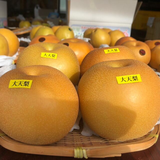 大天梨（だいてんり）の販売が始まりました。
実が柔らかく、甘くてジューシーな梨で日持ちもします。

#じろうえんの梨#刈屋梨#梨#猫#猫のいる暮らし #猫と農作業 #酒田#山形#庄内グルメ#庄内#秋の味覚#japaneasepear #pear#agriculture #japan#cat#catstagram #catlover